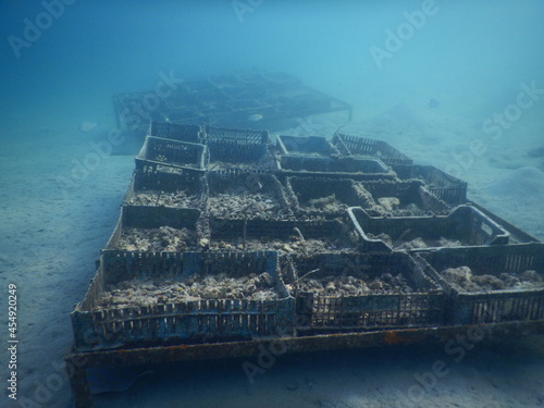 how to build a coral reef revitalization of the reef