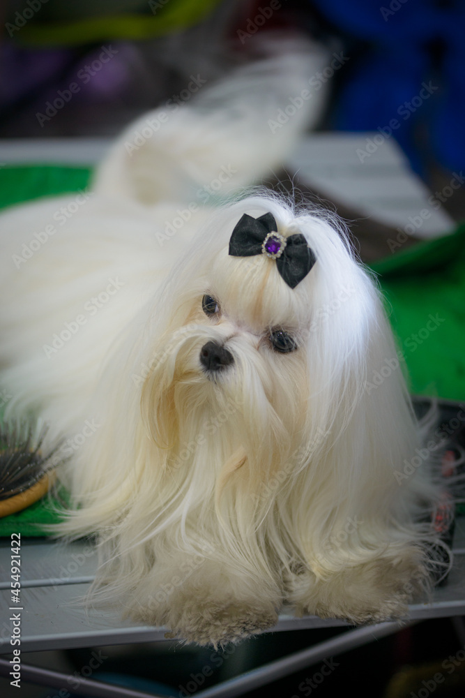 little cute Yorkshire Terrier dog resting in room, close view little cute Yorkshire Terrier dog resting in room, close view