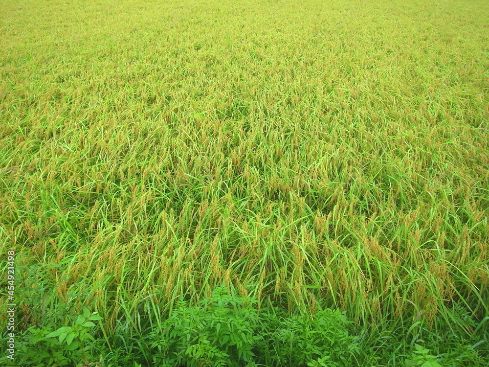 Obraz premium 雨に濡れる豊作の稲のある田圃風景