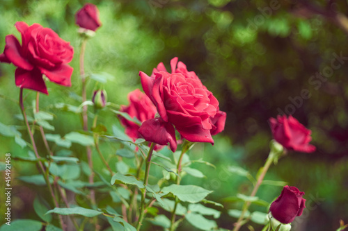 red roses in the wild, flowers in the garden, vintage lomo effect, bubble bokeh photo