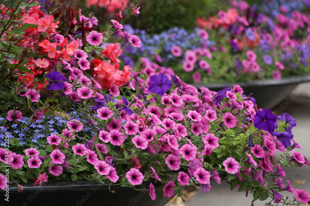 Flower arrangement of purple petunias surfinias. Magic mixed decorative flowers in the pot at the city street.