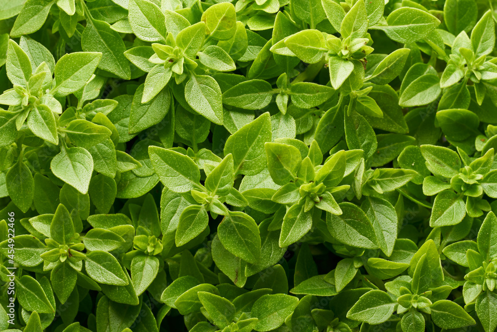Fresh green basil background. Close-up, Top view, copy space Fresh green basil background. Close-up, Top view, copy space