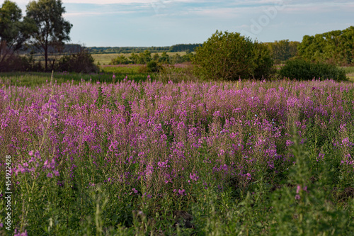 Purple pink lilac flowers of willowherb on the background of a fireweed flower field, sunny summer in a meadow,