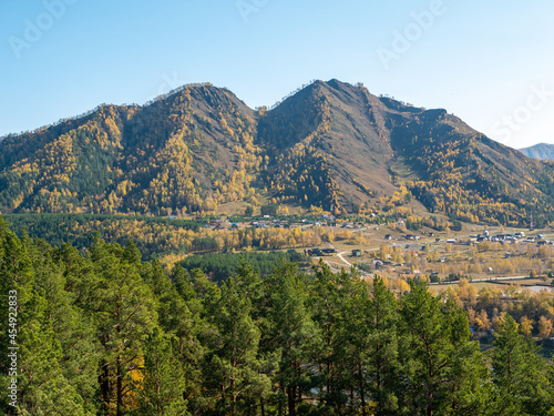 Autumn view of the Altai mountains and pine forest against the blue sky. Chemal, Altai Republic, Russia.