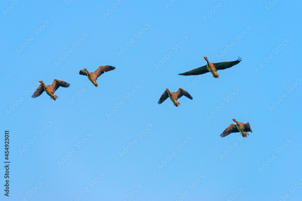 Geese flying in a bright blue sky in sunlight at sunrise in summer, Almere, Flevoland, The Netherlands, September 3, 2021