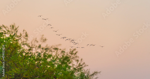 Geese flying in a bright blue sky in sunlight at sunrise in summer  Almere  Flevoland  The Netherlands  September 3  2021