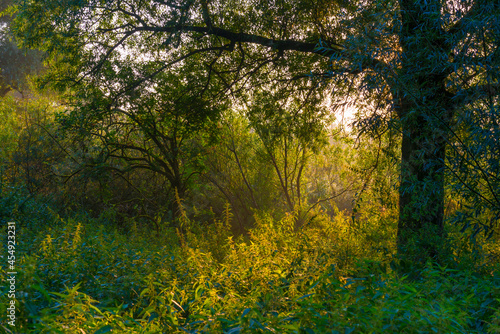 Green trees in a colorful misty forest in bright sunlight in wetland at sunrise in summer  Almere  Flevoland  The Netherlands  September 3  2021