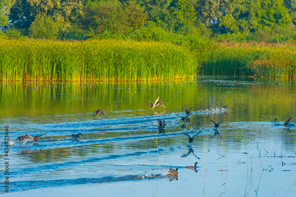 The edge of a misty lake with reed and wild flowers in wetland in sunlight at sunrise in summer, Almere, Flevoland, The Netherlands, September 3, 2021 The edge of a misty lake with reed and wild flowers in wetland in sunlight at sunrise in summer, Almere, Flevoland, The Netherlands, September 3, 2021