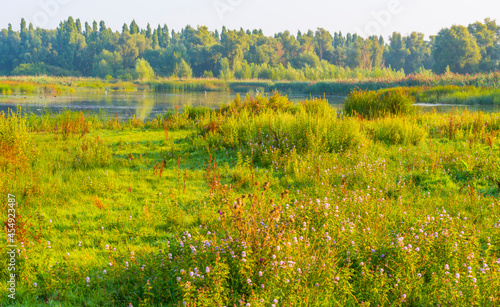 The edge of a misty lake with reed and wild flowers in wetland in sunlight at sunrise in summer  Almere  Flevoland  The Netherlands  September 3  2021