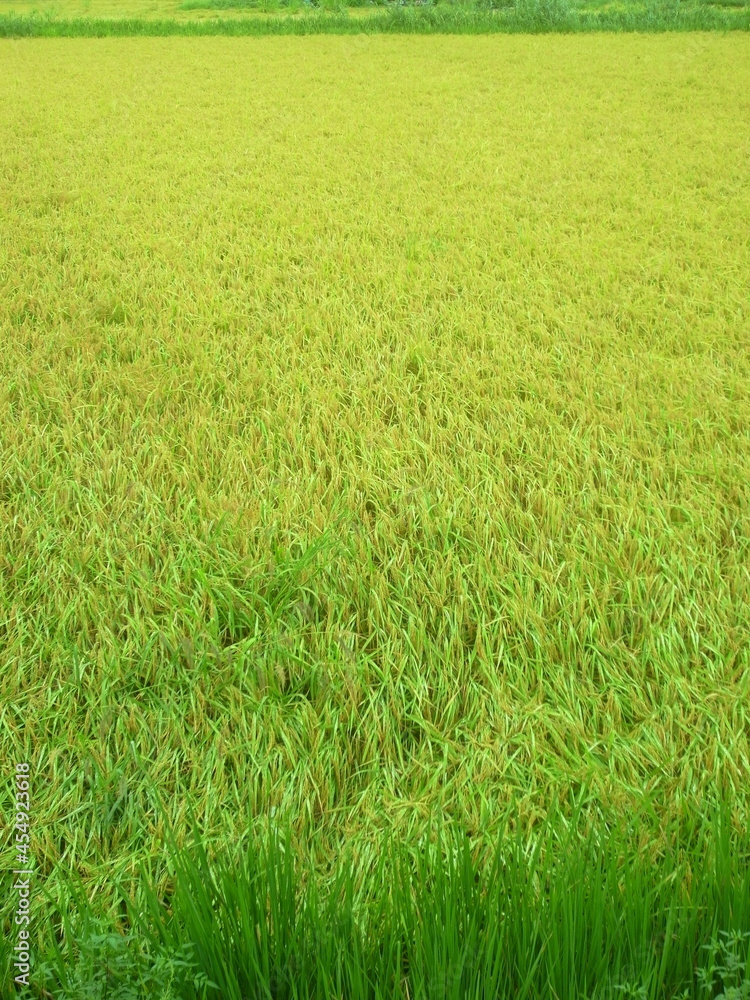 雨の日の実りの田圃風景 雨の日の実りの田圃風景
