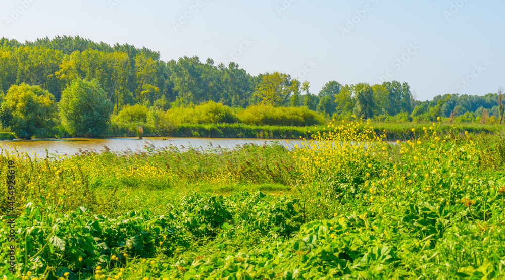 The edge of a lake with reed and wild flowers in wetland in sunlight in summer, Almere, Flevoland, The Netherlands, September 3, 2021