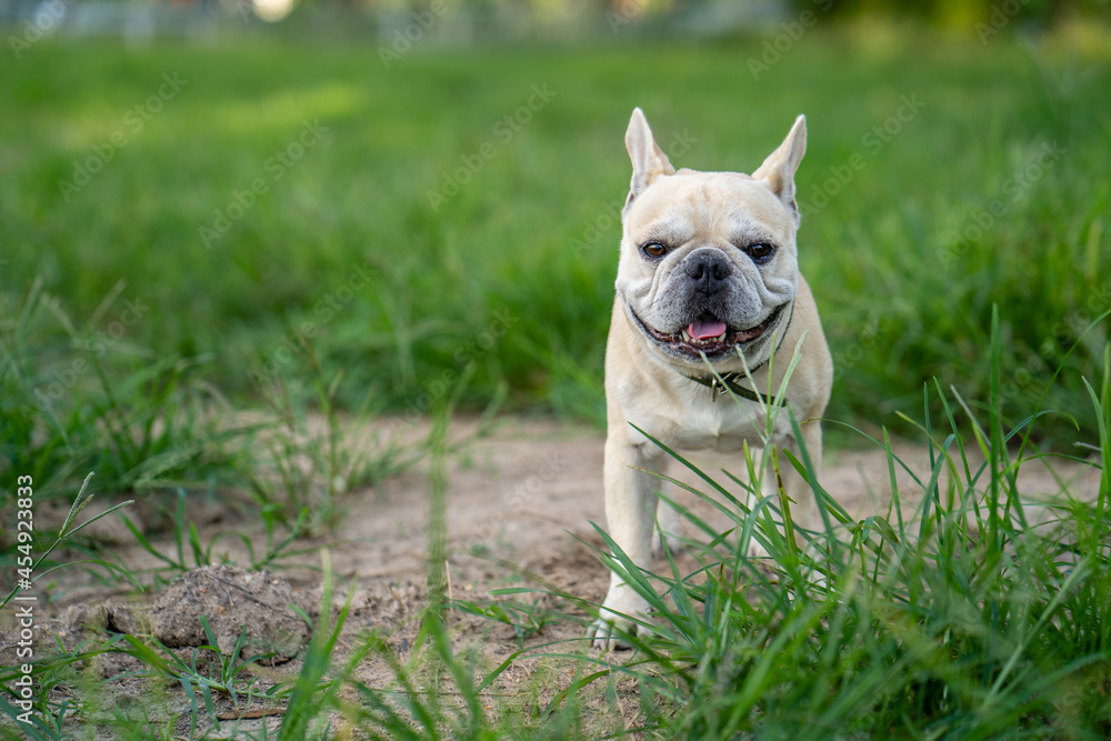 SmilingFrench bulldog standing at field 