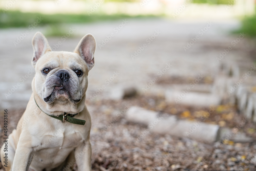 Cool French bulldog siting at street. 