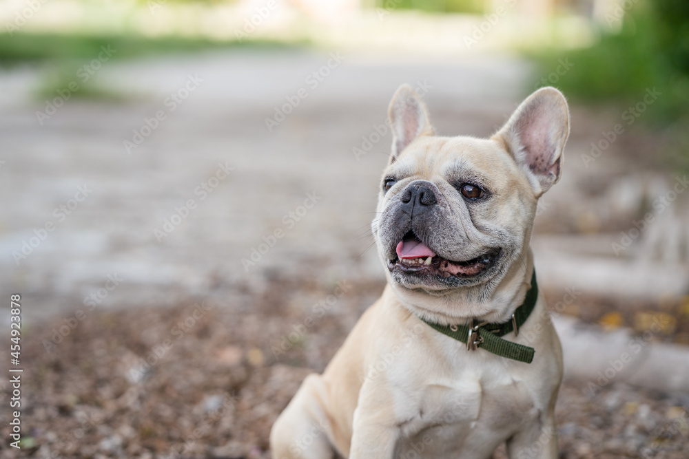 Smiling French bulldog siting at street. Smiling French bulldog siting at street.