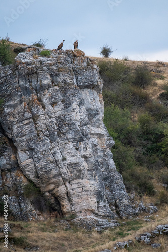 Two griffon vulture  Gyps fulvus  in the Barranco del Rio Dulce natural park.