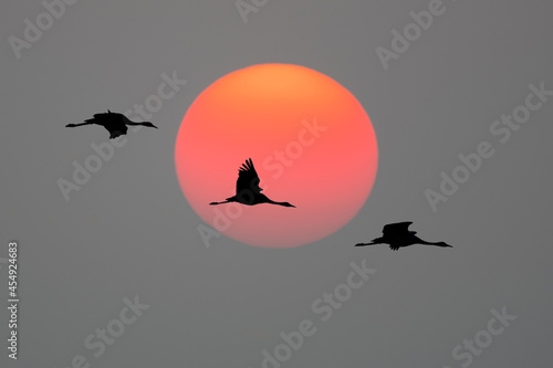 Common crane or Eurasian crane  (Grus grus), a flock of beautiful birds in the evening from the Hungarian puszta. Wildlife scene from nature, Hortobágy National Park, Hungary photo