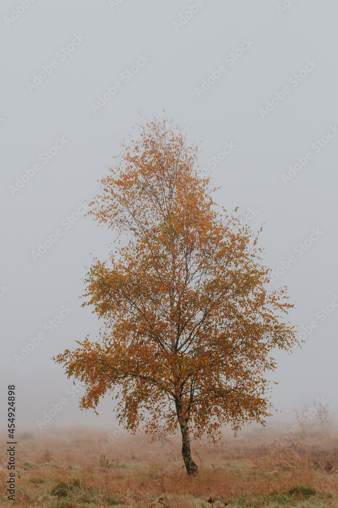 foggy autumn - obrazy, fototapety, plakaty 