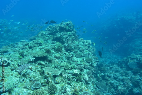 奄美大島 珊瑚礁と魚の群れ 2108 7871