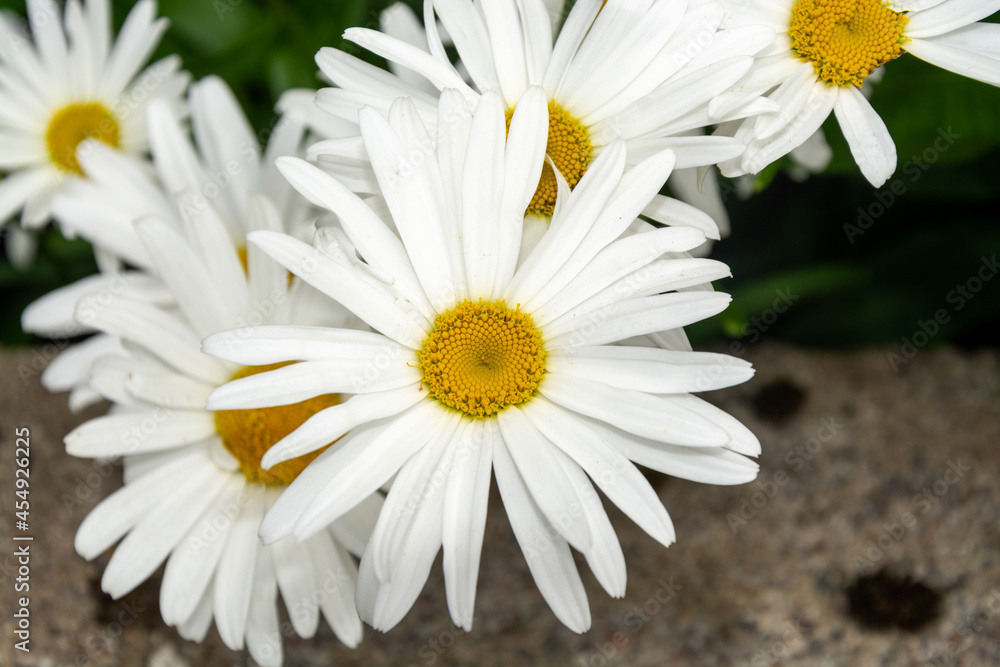 Obraz premium daisies 