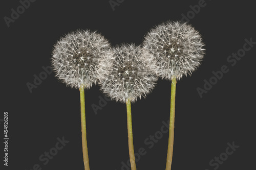 dandelion on black background © Keith
