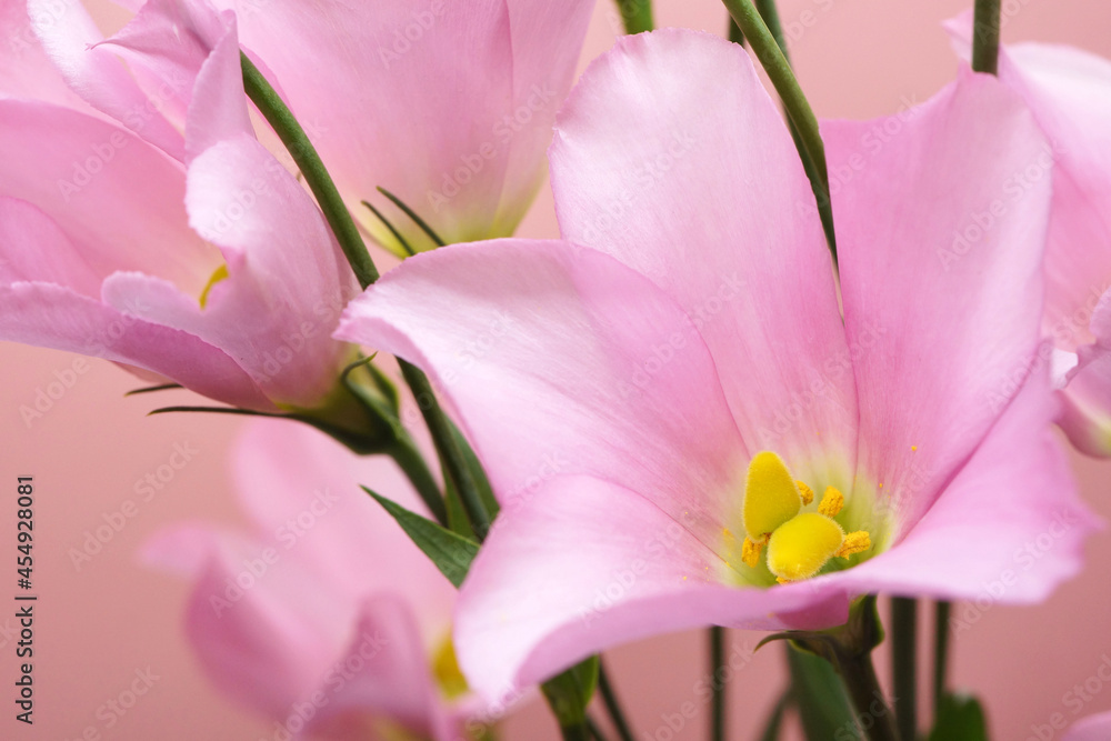 Obraz premium ピンク色のトルコキキョウの花