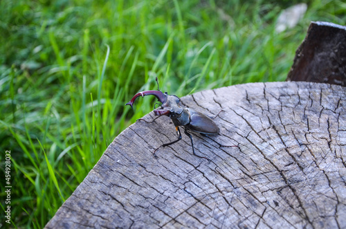 Rare european stag beetle (Lucanus cervus) with broken horn on wooden background. View from above