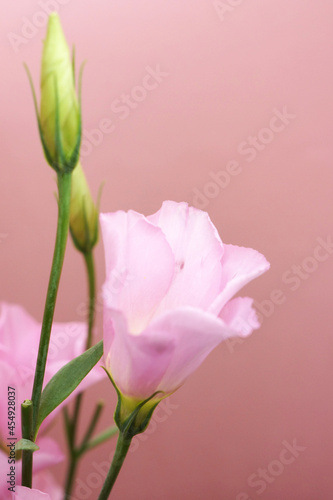 ピンク色のトルコキキョウの花 © RUZIO.ART