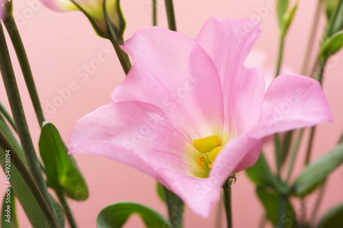 ピンク色のトルコキキョウの花
