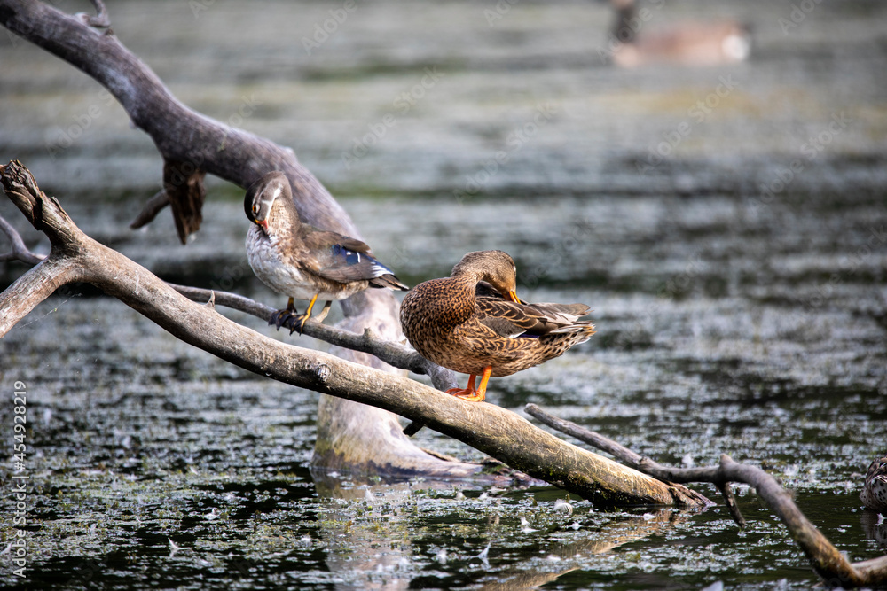 Fototapeta premium The mallard duck on a park