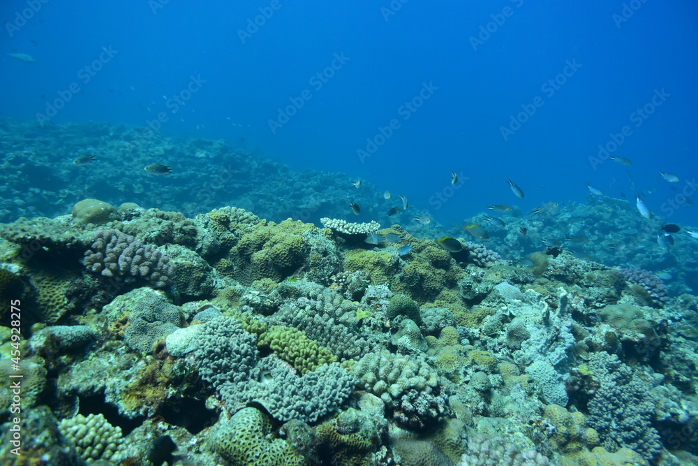 Fototapeta premium 奄美大島 洞窟ダイビング 2108 7938