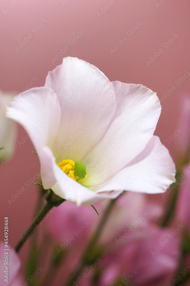 白いトルコキキョウの花