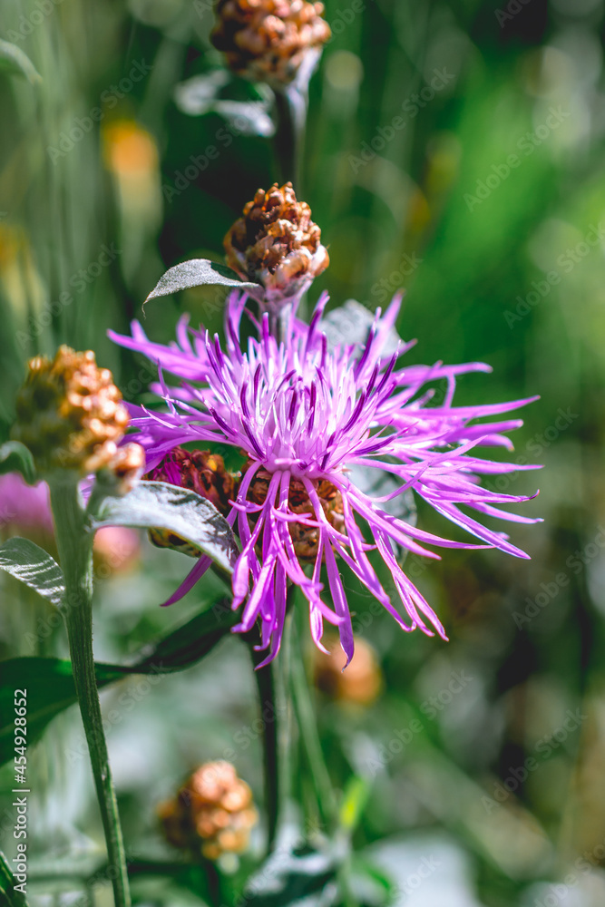 pink cornflower flower close-up. the background image. an idea for a puzzle.Purple-pink flowers of a large cornflower. pink cornflower flower close-up. the background image. an idea for a puzzle.Purple-pink flowers of a large cornflower.