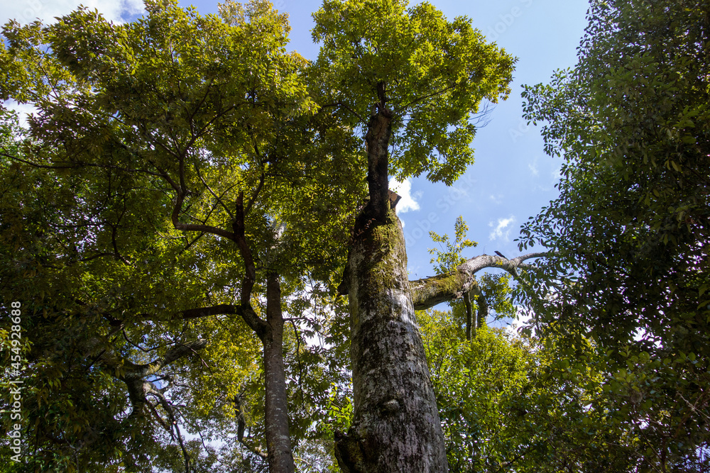 Fototapeta premium tree and sky