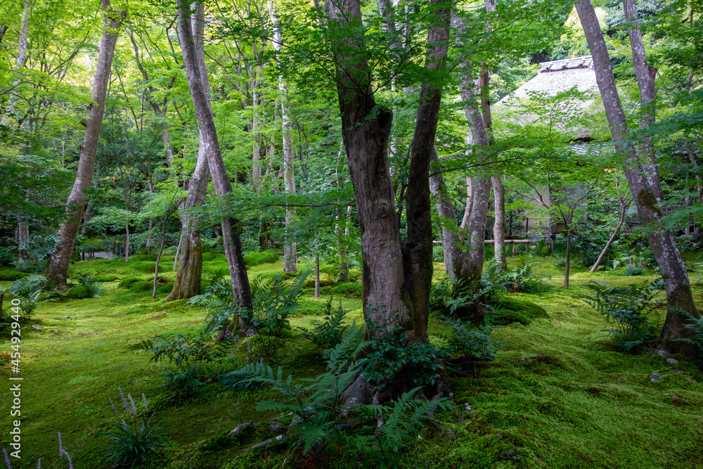 trees in the woods trees in the woods