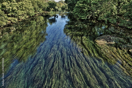 San Marcos River Grass