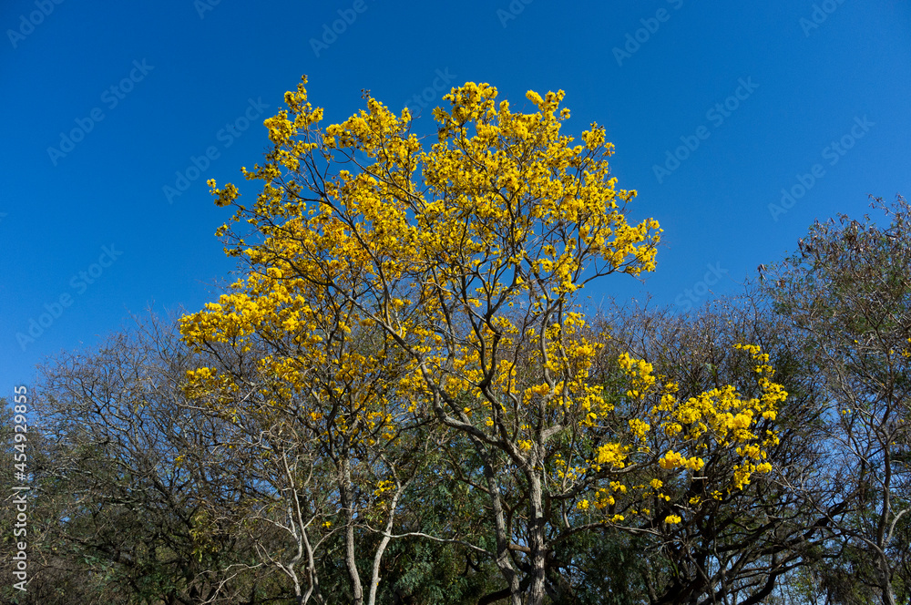 yellow tree in the field