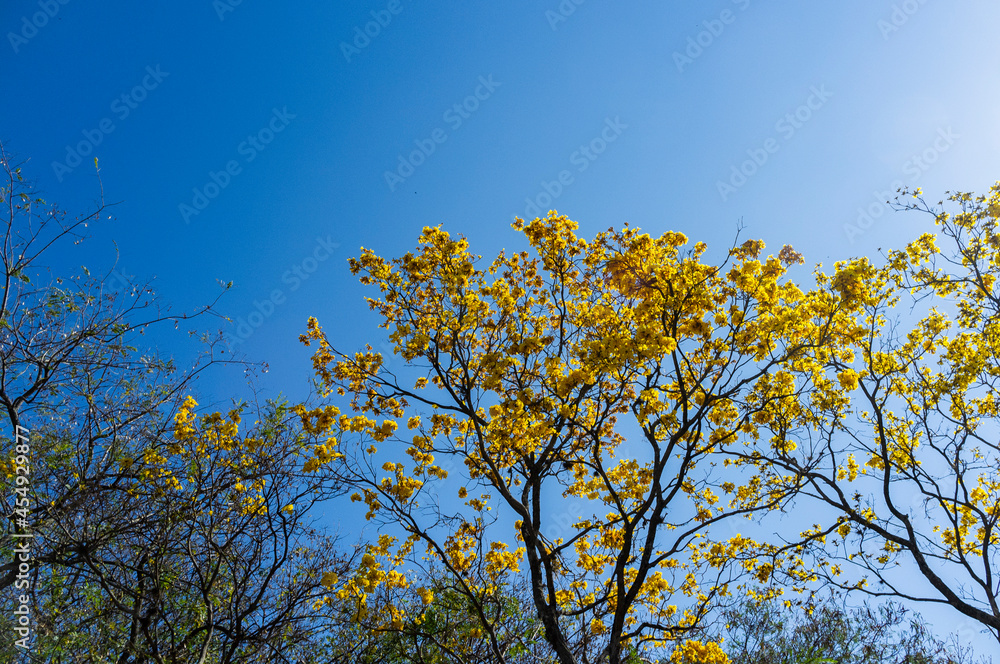 yellow flowers on sky