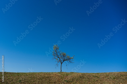 one tree in the field