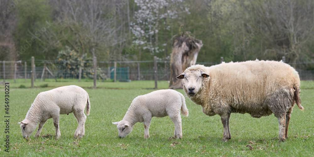 White Flemish sheep in meadow with two lambs White Flemish sheep in meadow with two lambs