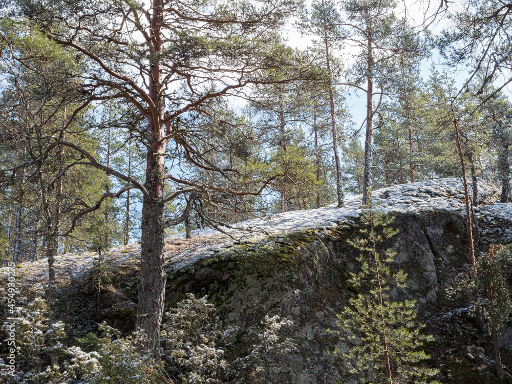 Snowy rocky terrain in boreal forest after springtime snowfall