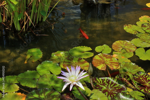 Fotografia Lily Pad Flower and Coy