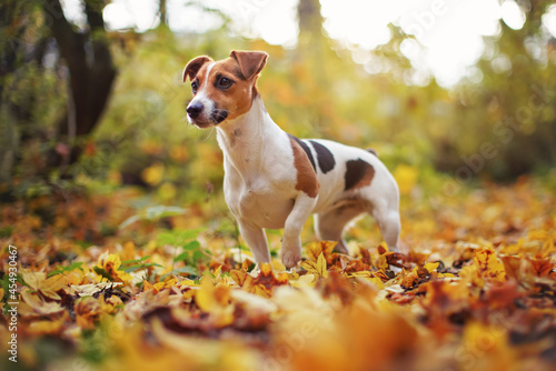 Small Jack Russell terrier sitting on meadow with yellow orange leaves in autumn, blurred trees background