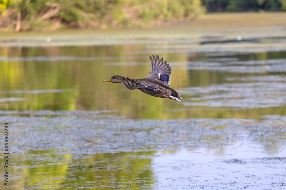 Bird. The mallard duck in flight Bird. The mallard duck in flight