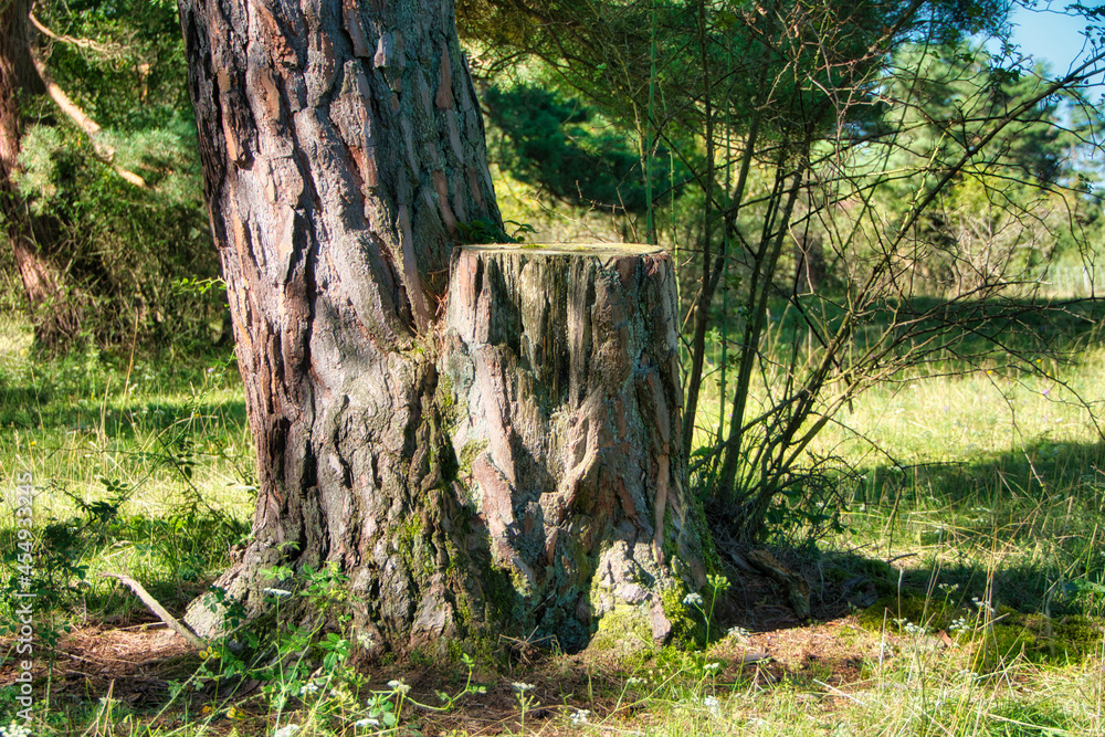 Baum mit Baumstumpf auf einer Wiese Baum mit Baumstumpf auf einer Wiese