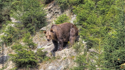 Brown bear in the mountains
