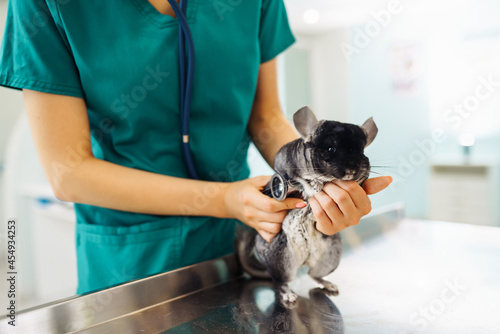 Chinchilla at veterinary - Veterinarian holding chinchilla and examining her in clinic. photo