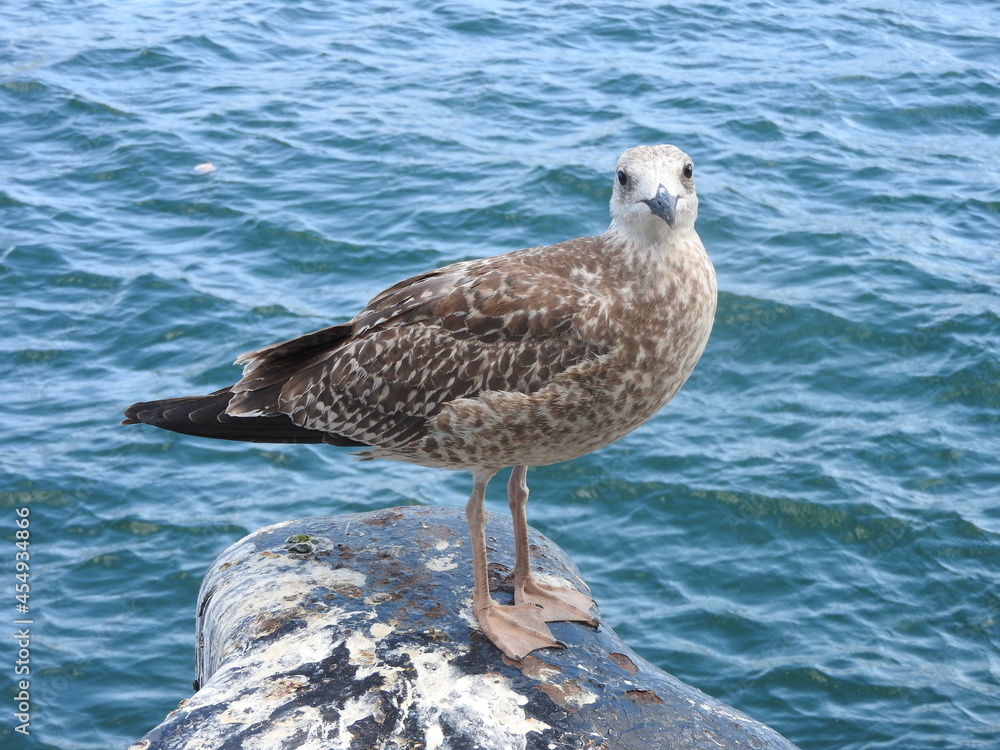 Naklejka premium seagull on the rock