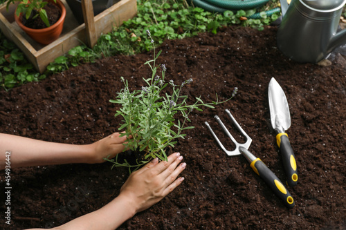 Woman transplanting beautiful lavender flower into soil in garden, above view