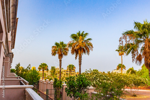 Palms coconut trees and resorts Canary Spanish island Tenerife Africa.