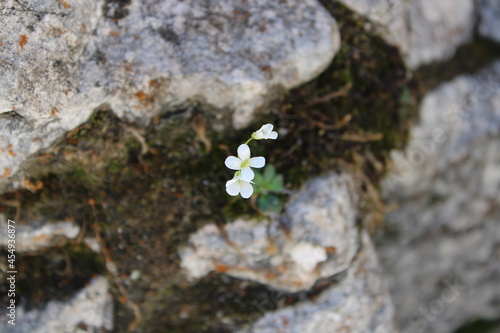 Blumen zwischen Stein